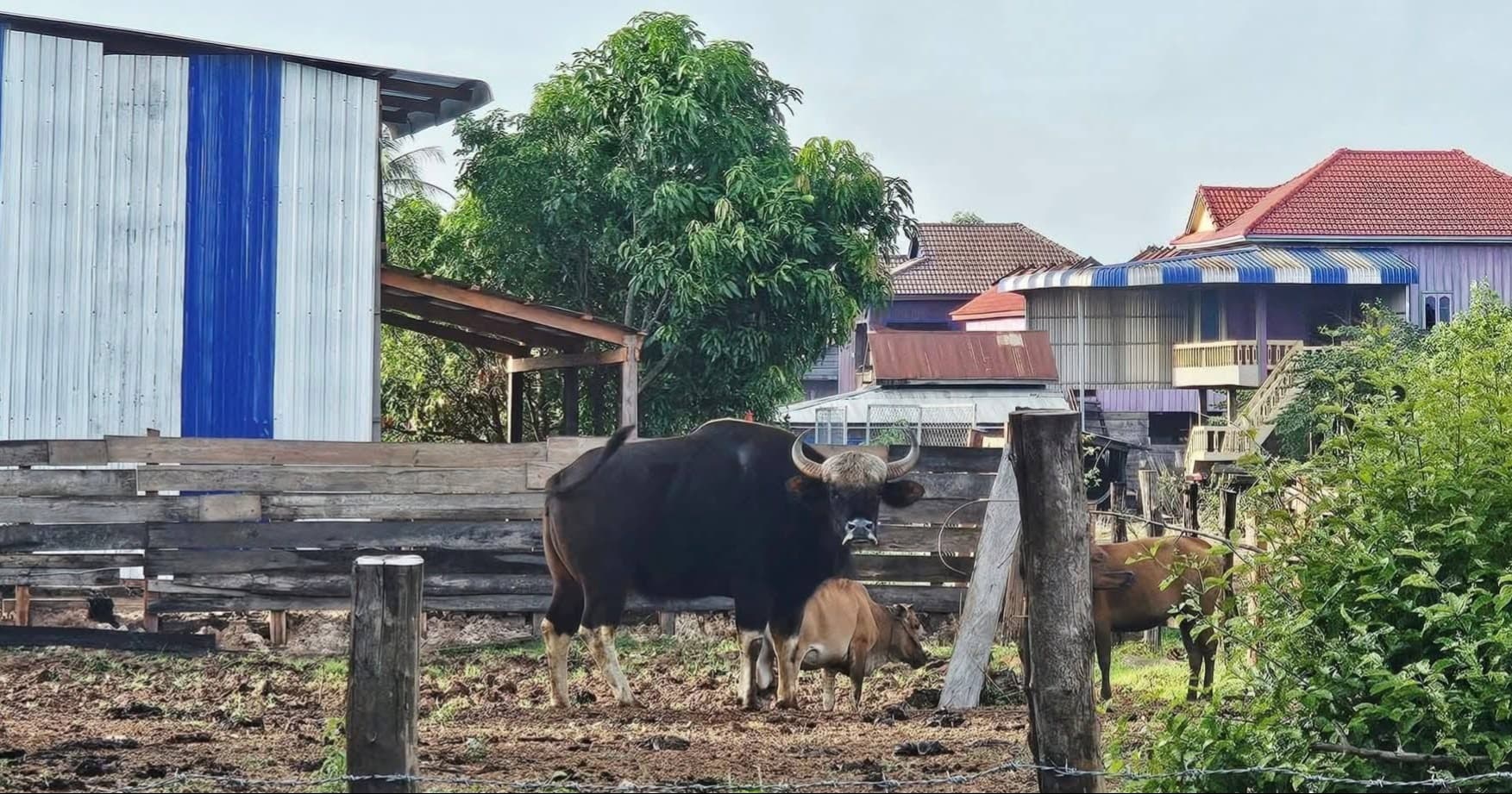 ទិដ្ឋភាពដ៏កម្រ សត្វខ្ទីងមួយក្បាល ចុះមកសម្របខ្លួនរស់នៅ និងរកស៊ីជាមួយហ្វូងគោ ក្នុងខេត្តព្រះវិហារ