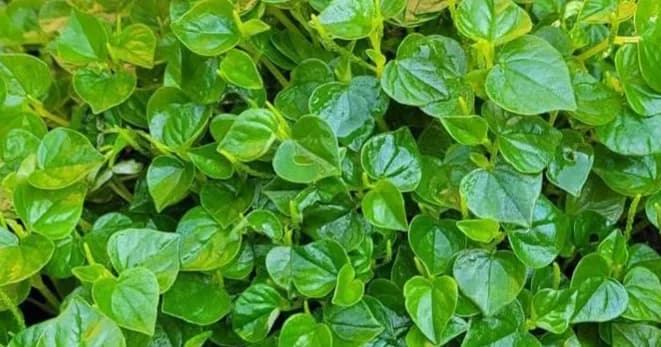 ក្រសាំងទាប (Pepper elder / Shining bush plant) គឺជាប្រភេទបន្លែស្មៅសាច់ទន់ម្យ៉ាងដែលមានដើមថ្លាៗ ហើយត្រូវបានប្រជាជនខ្មែរនិយមយកមកធ្វើជាបន្លែ និងប្រើប្រាស់ជាឱសថបុរាណដ៏ពូកែស័ក្តិសិទ្ធិ ។