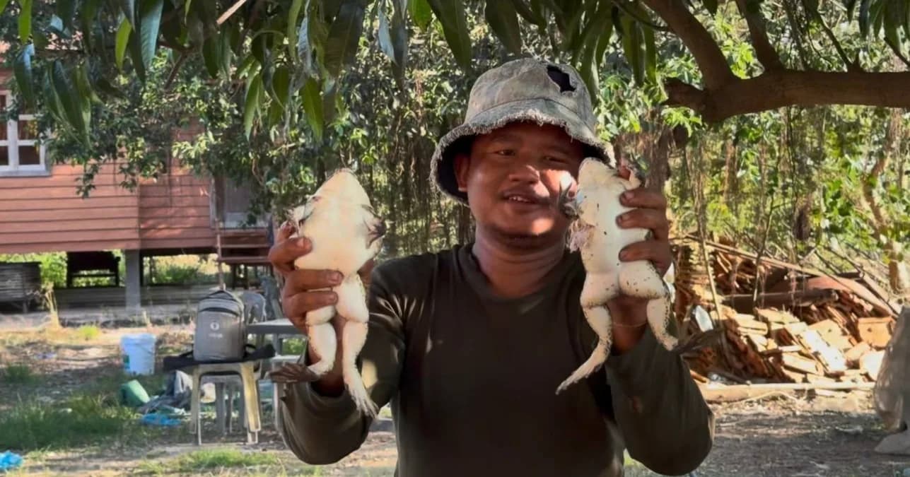 បទយកការណ៍  ប្រជាកសិករនៅក្នុងក្រុងព្រៃវែង បានចាប់មុខរបរចិញ្ចឹមកង្កែបជាលក្ខណៈគ្រួសារ ដែលអាចរកប្រាក់ចំណូលបានមួយចំណែក សម្រួលជីវភាពគ្រួសារមួយកម្រិត