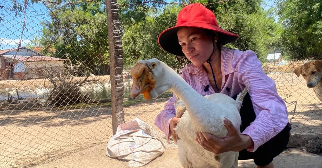 ារចិញ្ចឹមក្ងានបង្កើតចំណូលរៀងរាល់ថ្ងៃ ខេត្តព្រៃវែង៖ ការងារកសិកម្មមិនមែនមានតែការធ្វើស្រែ និងចិញ្ចឹមមាន់ទានោះទេ ប៉ុន្តែការជ្រើសរើសចិញ្ចឹមសត្វប្លែកពីគេ