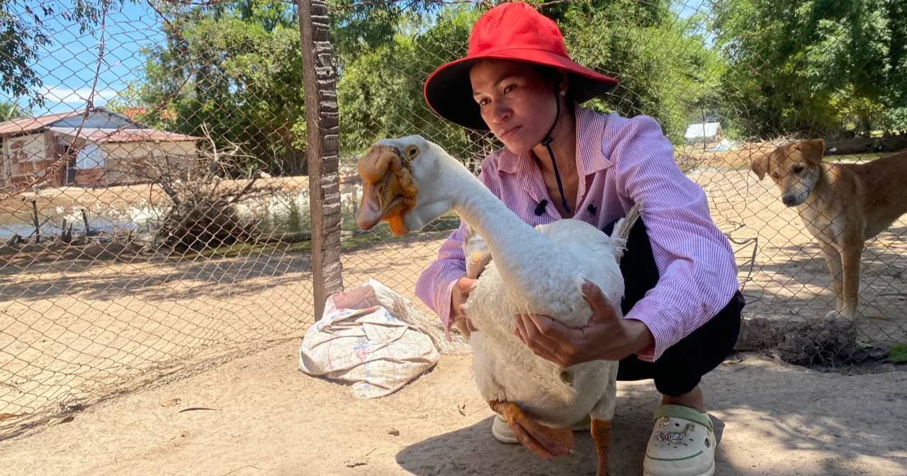 បទយកការណ៍៖ ការចិញ្ចឹមក្ងានបង្កើតចំណូលរៀងរាល់ថ្ងៃ