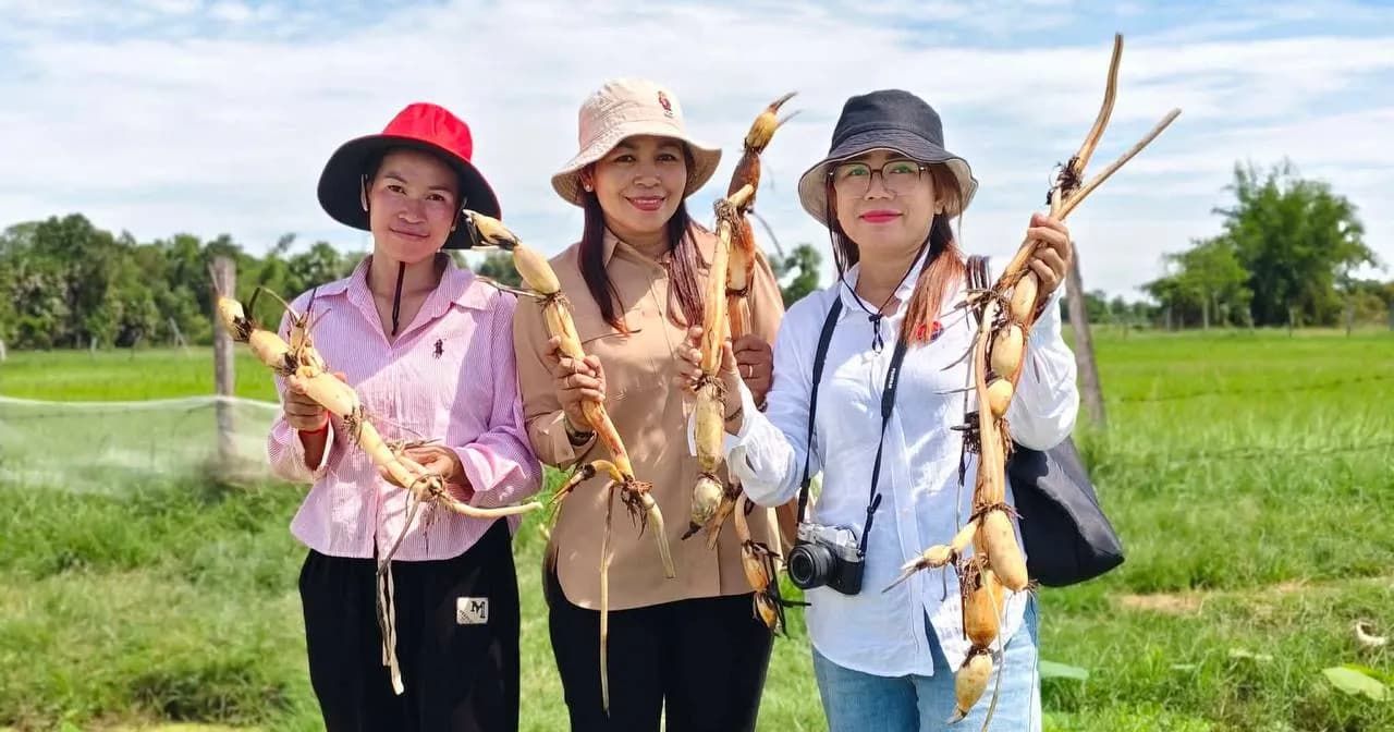បទយកការណ៍៖ ការច្នៃមើមឈូកជាម្សៅសុខភាព និងបេសកកម្មចែករំលែកចំណេះដឹងឥតគិតថ្លៃរបស់លោក ឡូង គន្ធា ខេត្តព្រៃវែង៖