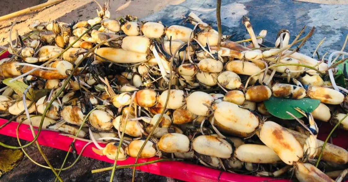 បទយកការ៖ ការច្នៃមើមឈូកជាម្សៅសុខភាព និងបេសកកម្មចែករំលែកចំណេះដឹងឥតគិតថ្លៃរបស់លោក ឡូង គន្ធា ខេត្តព្រៃវែង៖
